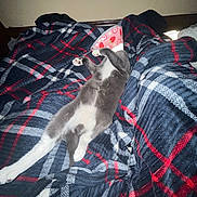Babygirl joined the competition — help win amazing prizes! animal, bed, blanket, cat, claws, comfort, cozy, cute, domestic, fur, grey_cat, indoor, pet, plaid, relaxed, resting, sleeping, soft, whiskers, white_paws
