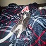 animal, bed, blanket, cat, claws, comfort, cozy, cute, domestic, fur, grey_cat, indoor, pet, plaid, relaxed, resting, sleeping, soft, whiskers, white_paws