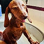 Danilo joined the competition — help win amazing prizes! animal, bath, bathroom, claws, cleaning, cute, dachshund, dog, ears, faucet, hand, indoor, paws, person, pet, sink, tile, tongue, water, wet