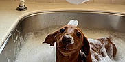Danilo joined the competition — help win amazing prizes! animal, bath, brown_dog, bubbles, cleaning, cute, dog, ears, foam, hand, kitchen, nose, pet, playful, puppy, sink, soap, tiles, water, wet