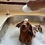 animal, bath, brown_dog, bubbles, cleaning, cute, dog, ears, foam, hand, kitchen, nose, pet, playful, puppy, sink, soap, tiles, water, wet