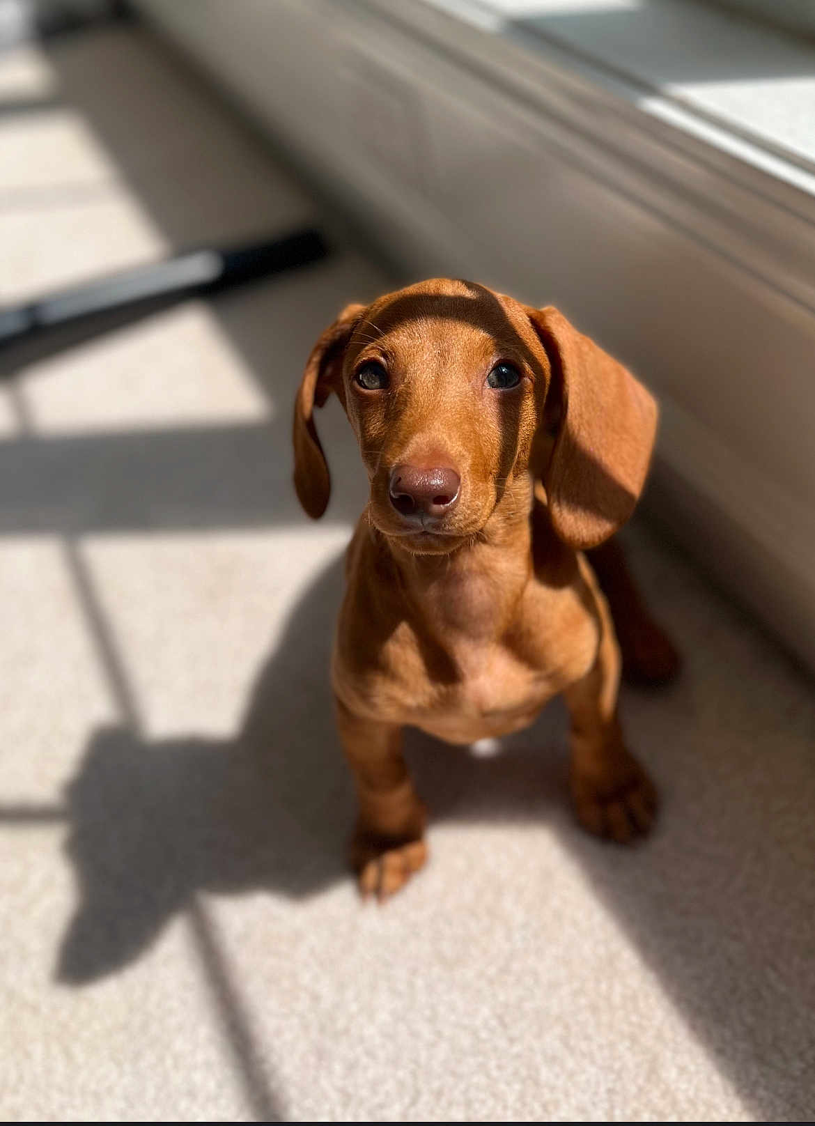 Danilo