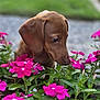 Danilo joined the competition — help win amazing prizes! adorable, animal, bokeh, brown_dog, closeup, curious, cute, dog, flowers, garden, green_leaves, leaf, nature, outdoor, pet, pink_flowers, plant, puppy, sniffing, young_dog