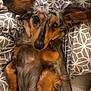 dog, long_hair, ears, bed, blanket, pattern, brown, black, gray, pet, cute, lying_down, fur, animal, indoor, close_up, relaxed, looking_at_camera, nose, paw