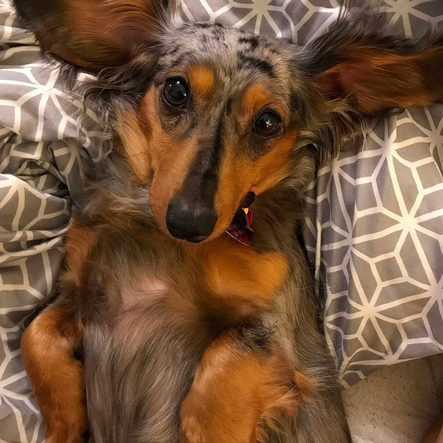 Dazy Marie joined the competition — help win amazing prizes! animal, bed, black, blanket, brown, close_up, cute, dog, ears, fur, gray, indoor, long_hair, looking_at_camera, lying_down, nose, pattern, paw, pet, relaxed