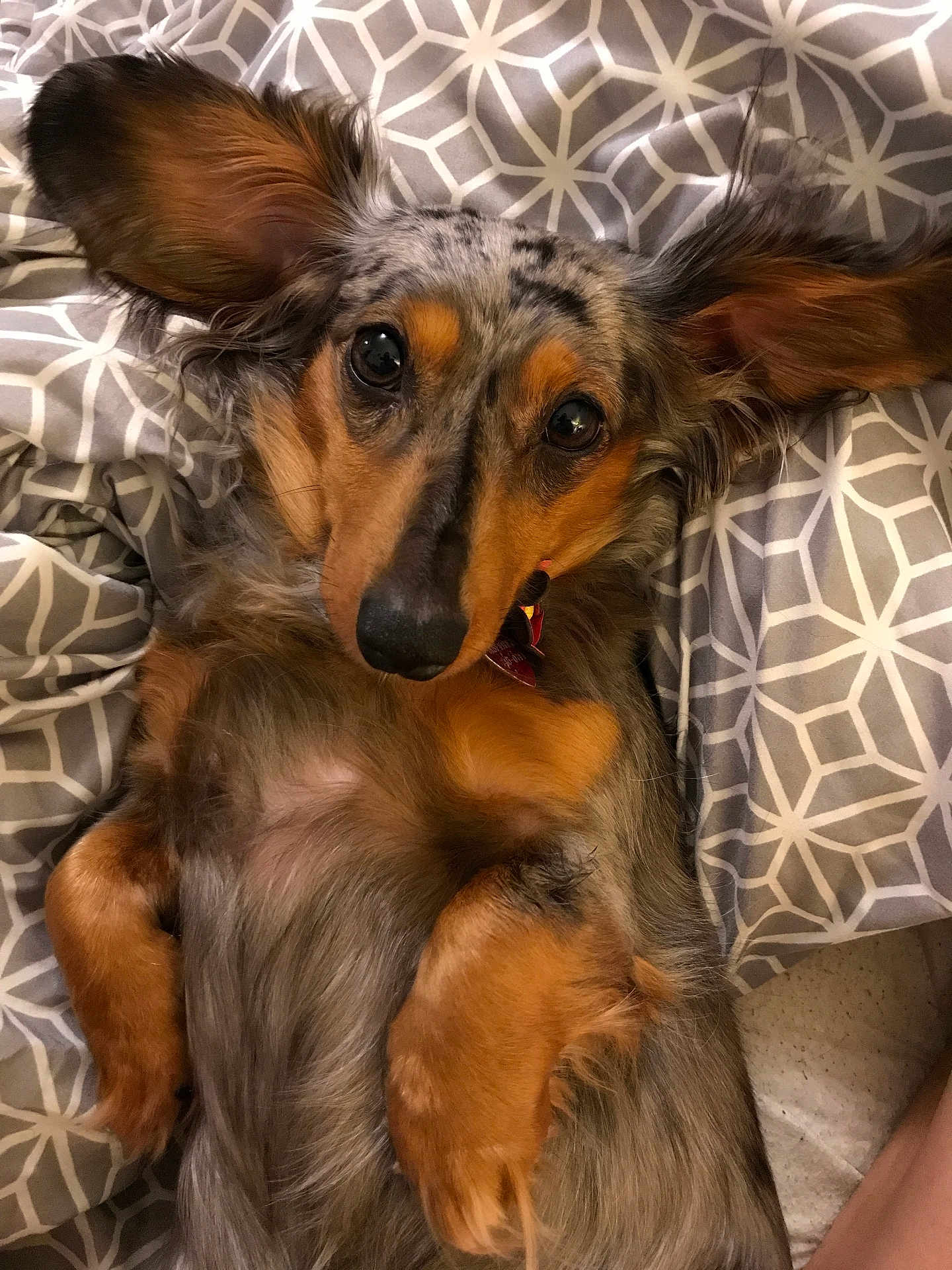 Dazy Marie joined the competition — help win amazing prizes! dog, long_hair, ears, bed, blanket, pattern, brown, black, gray, pet, cute, lying_down, fur, animal, indoor, close_up, relaxed, looking_at_camera, nose, paw