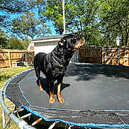 Simba joined the competition — help win amazing prizes! dog, rottweiler, trampoline, backyard, fence, trees, shed, grass, sky, pet, chain_collar, sunlight, shadow, metal_springs, worn_mat, outdoor, portrait, animal, playful, yard