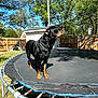 dog, rottweiler, trampoline, backyard, fence, trees, shed, grass, sky, pet, chain_collar, sunlight, shadow, metal_springs, worn_mat, outdoor, portrait, animal, playful, yard
