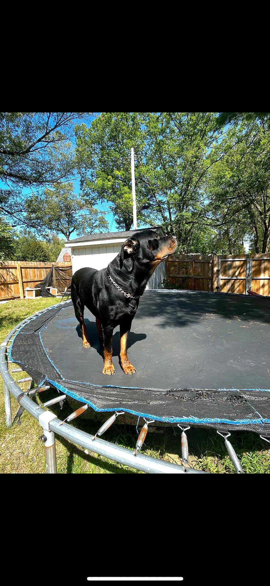 Simba joined the competition — help win amazing prizes! dog, rottweiler, trampoline, backyard, fence, trees, shed, grass, sky, pet, chain_collar, sunlight, shadow, metal_springs, worn_mat, outdoor, portrait, animal, playful, yard