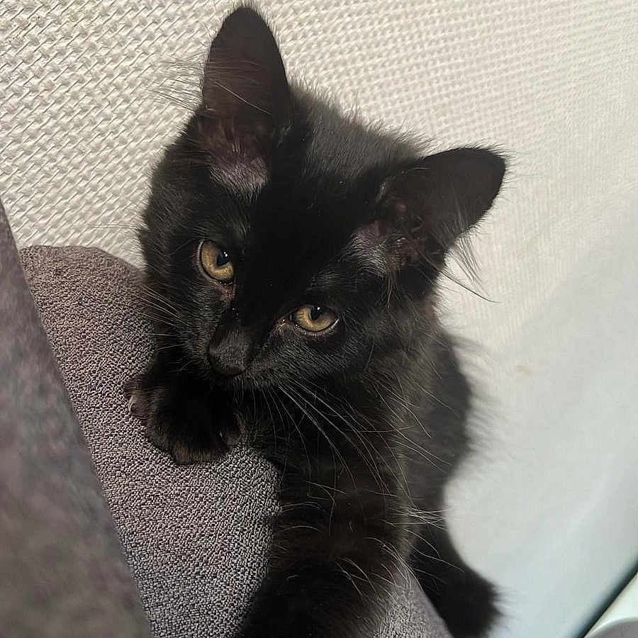 Nala participe au concours pour gagner de l'argent avec cette photo : black_cat, close_up, couch, cozy, curious, cute, domestic_cat, feline, fur, golden_eyes, indoor, kitten, paw, pet, portrait, relaxing, stretching, texture, whiskers, young_cat