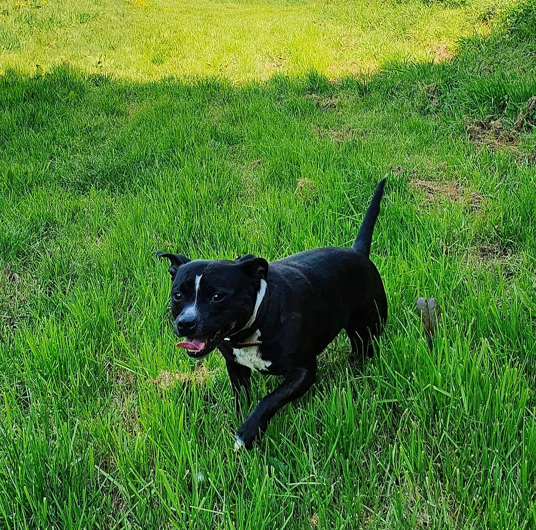 Ouchka participe au concours pour gagner de l'argent avec cette photo : borador, canidae, carnivore, collar, companion_dog, dog, dog_breed, dog_collar, dog_supply, grass, grassland, groundcover, gun_dog, lawn, pasture, pet_supply, plant, sporting_group, tail, working_animal
