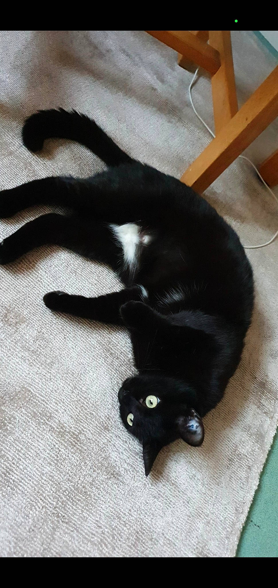 Maima participe au concours pour gagner de l'argent avec cette photo : black_cat, bombay, canidae, carnivore, cat, claw, comfort, dog_breed, domestic_short_haired_cat, felidae, flooring, fur, hardwood, paw, small_to_medium_sized_cats, snout, sporting_group, tail, terrestrial_animal, whiskers