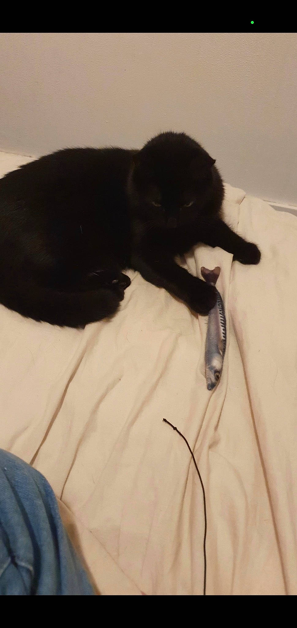 Maima participe au concours pour gagner de l'argent avec cette photo : bed, black_cat, bombay, carnivore, cat, claw, comfort, dog_breed, eye, feather, felidae, fur, grey, linens, sleeve, small_to_medium_sized_cats, snout, sporting_group, tail, whiskers