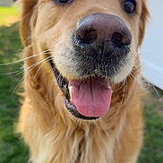 Wyatt joined the competition — help win amazing prizes! dog, golden_retriever, close_up, tongue_out, nose, happy, outdoor, grass, pet, animal, fur, canine, friendly, mammal, portrait, whiskers, smiling, daylight, nature, companion
