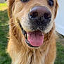 dog, golden_retriever, close_up, tongue_out, nose, happy, outdoor, grass, pet, animal, fur, canine, friendly, mammal, portrait, whiskers, smiling, daylight, nature, companion