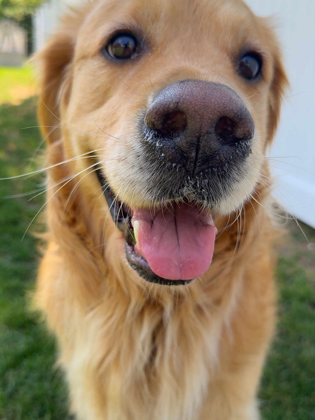Wyatt joined the competition — help win amazing prizes! dog, golden_retriever, close_up, tongue_out, nose, happy, outdoor, grass, pet, animal, fur, canine, friendly, mammal, portrait, whiskers, smiling, daylight, nature, companion