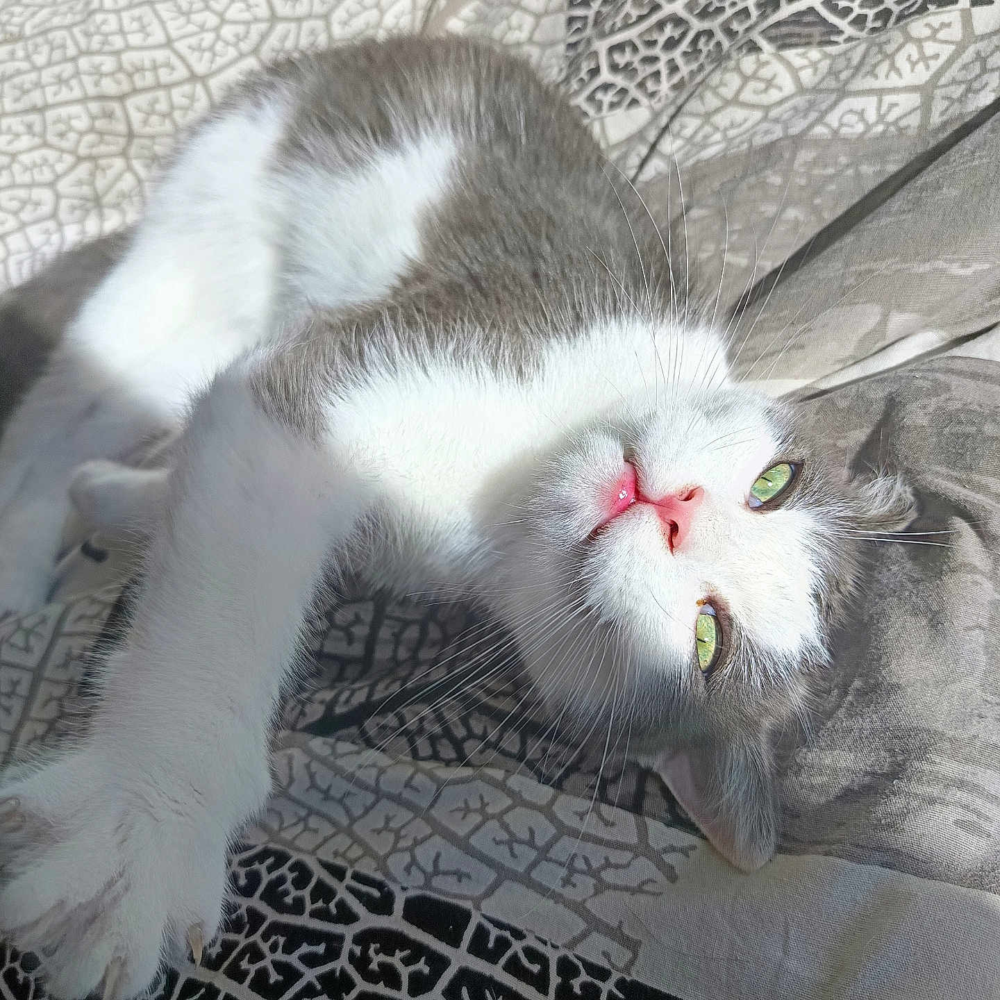 Ryou participe au concours pour gagner de l'argent avec cette photo : animal, blanket, cat, closeup, cute, feline, gray_fur, green_eyes, indoor, patterned, paw, pet, pink_nose, relaxed, sleepy, soft, stretching, sunlight, whiskers, white_fur
