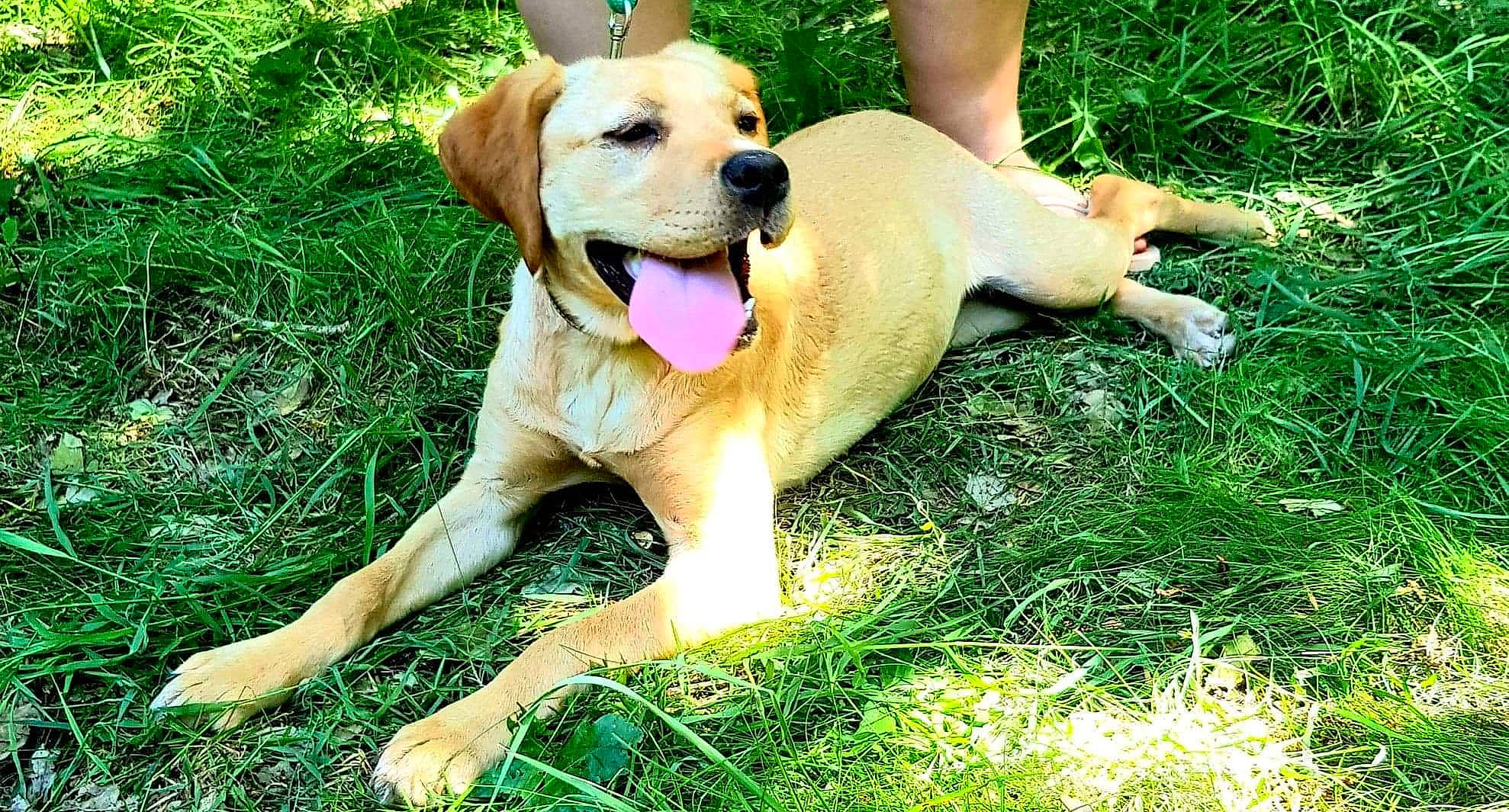 Plume participe au concours pour gagner de l'argent avec cette photo : beagador, broholmer, canidae, carnivore, companion_dog, dog, dog_breed, fawn, grass, labrador_retriever, mammal, perro_de_presa_mallorquin, puggle, retriever, snout, sporting_group, vertebrate