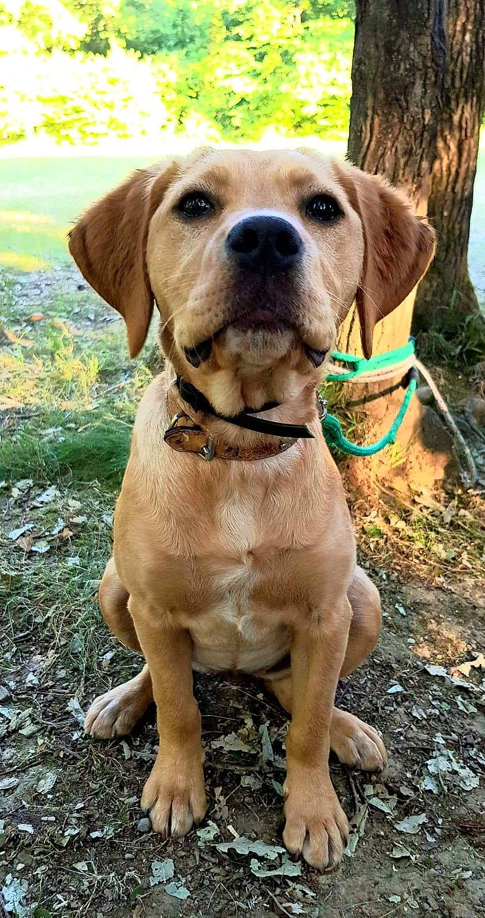 Plume participe au concours pour gagner de l'argent avec cette photo : adventure, beagador, broholmer, canidae, carnivore, companion_dog, dog, dog_breed, fawn, hound, hunting_dog, labrador_retriever, mammal, mountain_cur, portuguese_pointer, rare_breed_dog, rhodesian_ridgeback, sporting_group, vertebrate