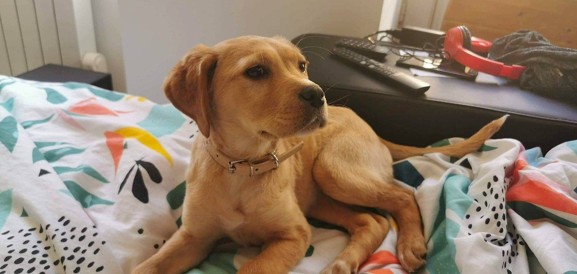 Plume a rejoint le concours — aidez-le/la à gagner de superbes lots ! ancient_dog_breeds, beagador, broholmer, canidae, carnivore, companion_dog, dog, dog_breed, fawn, golden_retriever, hunting_dog, labrador_retriever, mammal, puppy, rare_breed_dog, retriever, snout, sporting_group, vertebrate