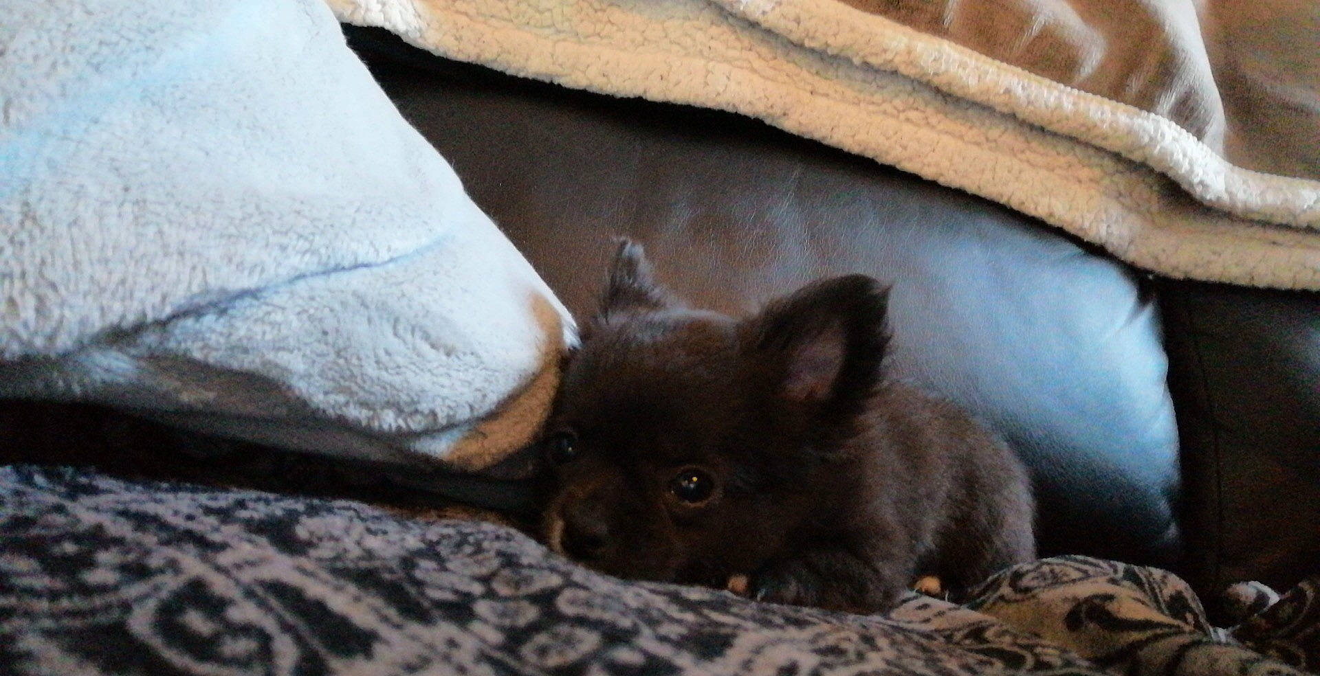 Ruby a rejoint le concours — aidez-le/la à gagner de superbes lots ! canidae, carnivore, chihuahua, dog, dog_breed, fawn, mammal, puppy, vertebrate