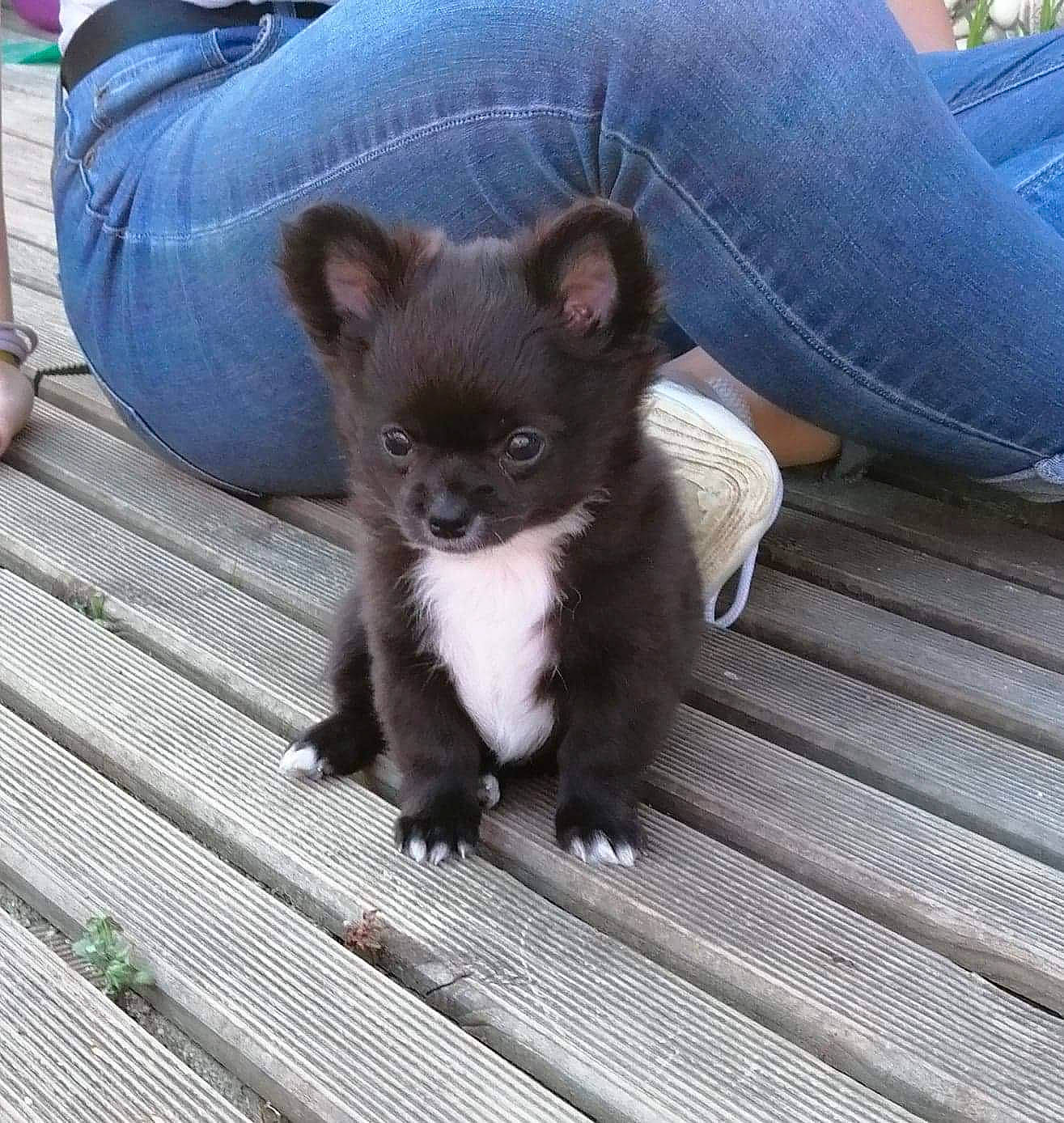 Ruby a rejoint le concours — aidez-le/la à gagner de superbes lots ! canidae, carnivore, chihuahua, companion_dog, dog, dog_breed, fawn, mammal, non_sporting_group, pomeranian, puppy, snout, sporting_group, toy_dog, vertebrate