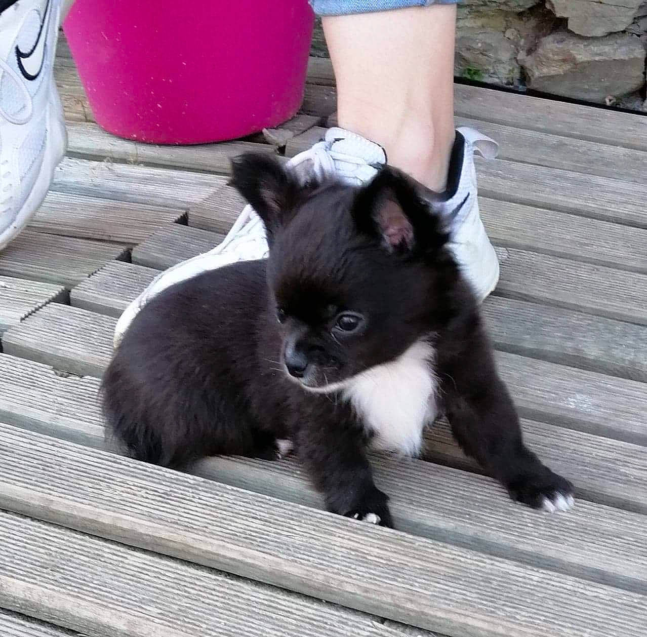 Ruby a rejoint le concours — aidez-le/la à gagner de superbes lots ! canidae, carnivore, chihuahua, companion_dog, dog, dog_breed, fawn, mammal, non_sporting_group, pomeranian, puppy, toy_dog, vertebrate