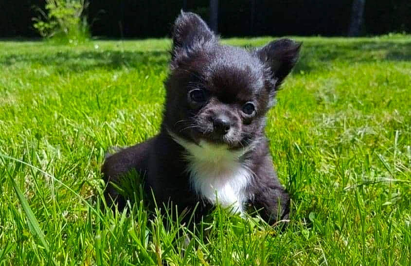 Ruby a rejoint le concours — aidez-le/la à gagner de superbes lots ! canidae, carnivore, chihuahua, companion_dog, dog, dog_breed, grass, mammal, puppy, snout, sporting_group, toy_dog, vertebrate