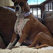 Scarlet is registered to the contest to win money with this photo: dog, boxer, pet, indoor, couch, furniture, window, collar, brown, white, seated, animal, canine, relaxed, home, curtains, daylight, looking, alert, domestic