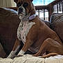 dog, boxer, pet, indoor, couch, furniture, window, collar, brown, white, seated, animal, canine, relaxed, home, curtains, daylight, looking, alert, domestic