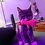 Dutch joined the competition — help win amazing prizes! cat, kitten, plush_toy, indoor, purple_lighting, couch, window, blinds, plant, pet, fur, whiskers, paws, toy, home, cozy, animal, cute, sitting, feline