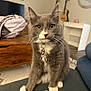 Dutch is registered to the contest to win money with this photo: cat, gray_cat, white_paws, yellow_eyes, plush_toy, mouse_toy, indoor, living_room, wooden_table, guitar, clock, carpet, couch, collar, pet, feline, whiskers, fur, domestic_animal, houseplant