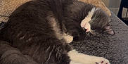 Dutch joined the competition — help win amazing prizes! cat, sleeping, gray_cat, white_paws, fluffy_tail, couch, pillow, indoor, cozy, relaxed, pet, fur, window_blinds, home, resting, animal, domestic_cat, soft_texture, curled_up, quiet