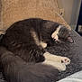cat, sleeping, gray_cat, white_paws, fluffy_tail, couch, pillow, indoor, cozy, relaxed, pet, fur, window_blinds, home, resting, animal, domestic_cat, soft_texture, curled_up, quiet