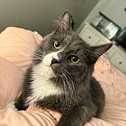 Dutch is registered to the contest to win money with this photo: cat, gray_cat, white_fur, pet, indoor, bedroom, blanket, feline, whiskers, yellow_eyes, cute, domestic_animal, resting, soft_fur, cozy, curious, paws, closeup, animal, fur