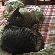 Scar joined the competition — help win amazing prizes! cat, tabby, animal, pet, sleeping, curled_up, fur, indoor, fabric, patterned_cloth, plaid, tablecloth, wooden_chair, furniture, cozy, resting, soft_light, domestic, quiet, home
