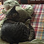 cat, tabby, animal, pet, sleeping, curled_up, fur, indoor, fabric, patterned_cloth, plaid, tablecloth, wooden_chair, furniture, cozy, resting, soft_light, domestic, quiet, home