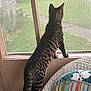 Scar joined the competition — help win amazing prizes! cat, tabby_cat, feline, indoor, window, screen, wicker_chair, cushion, striped, curious, pet, animal, standing, looking_outside, greenery, home_interior, wooden_frame, quiet, daytime, furniture