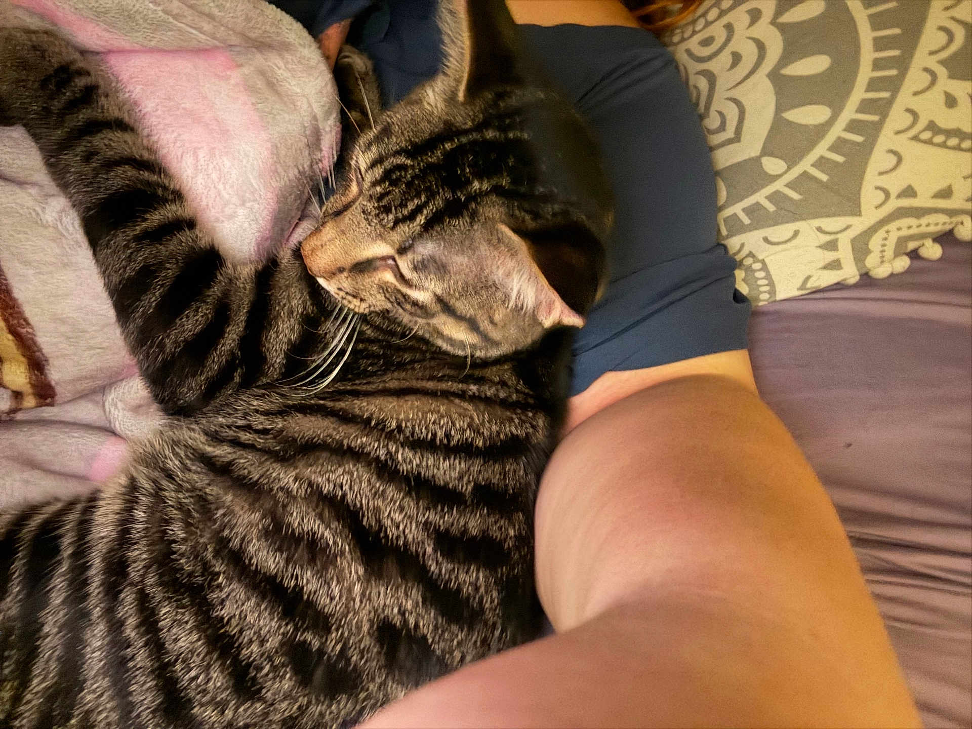Scar joined the competition — help win amazing prizes! cat, tabby, striped, pet, animal, feline, cozy, snuggling, blanket, pillow, arm, human, resting, indoor, closeup, fur, soft, comfort, relaxing, sleepy