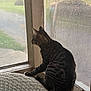Scar is registered to the contest to win money with this photo: cat, tabby_cat, window, screen, chair, woven_chair, indoor, pet, animal, sunset, curious, looking_outside, feline, striped, domestic_cat, side_view, quiet, home, relaxed, daylight