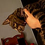 cat, tabby_cat, hand, collar, indoor, wooden_chair, furniture, red_cup, pet, animal, domestic, household_items, comfort, affection, blurred, close_up, brown, striped, background, cozy