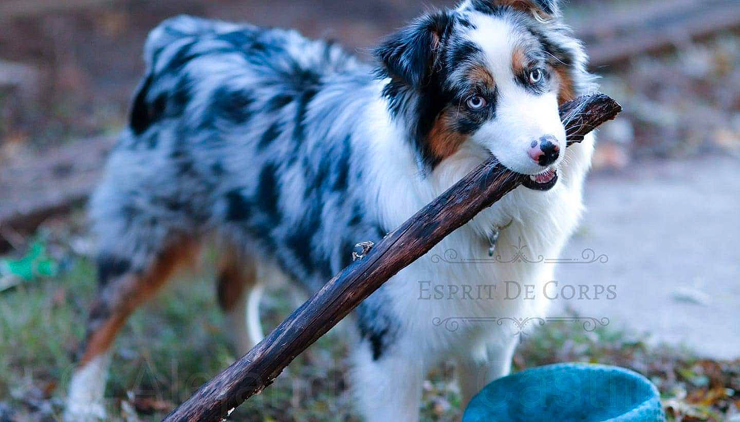 Ice joined the competition — help win amazing prizes! ancient_dog_breeds, australian_collie, australian_shepherd, border_collie, canidae, carnivore, companion_dog, dog, dog_breed, fur, grass, green, herding_dog, plant, snout, sporting_group, terrestrial_animal, whiskers, working_animal, working_dog