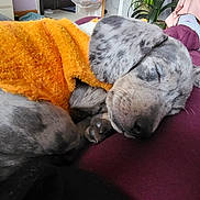 Nami joined the competition — help win amazing prizes! animal, architecture, blanket, building, canine, couch, cushion, dog, furniture, homedecor, hound, indoors, interiordesign, linen, livingroom, person, pet, puppy, room, sleeping