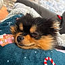Benny participe au concours pour gagner de l'argent avec cette photo : dog, sleeping, cute, fluffy, blanket, indoor, resting, cozy, closeup, fur, pet, animal, small_dog, relaxed, comfort, snout, eyelids_closed, warm, texture, holiday_pattern