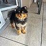 dog, pomeranian, small_dog, pet, animal, fur, black_and_tan, standing, floor_tile, door, glass_door, indoor, shadow, curious, alert, companion, cute, domestic_animal, portrait, young_dog