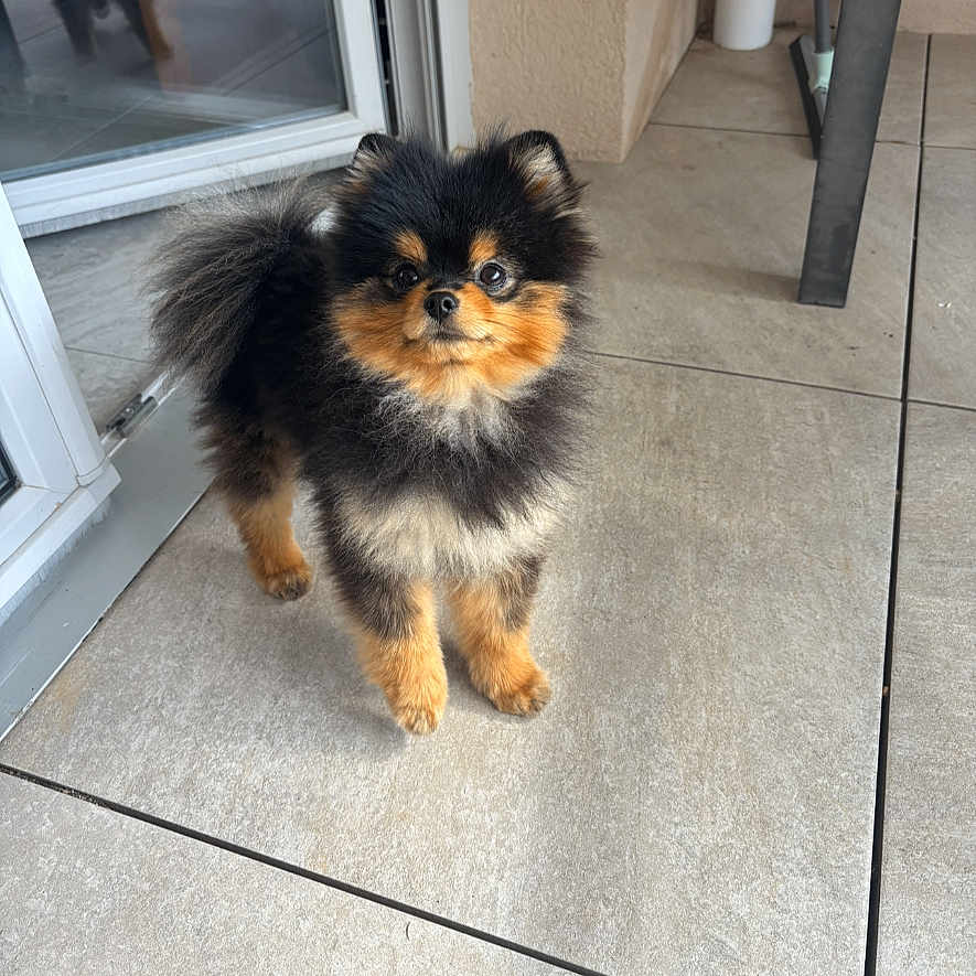 Benny a rejoint le concours — aidez-le/la à gagner de superbes lots ! dog, pomeranian, pet, small_dog, fluffy, standing, curious, alert, indoor, tiled_floor, glass_door, door_frame, wall, furniture_leg, animal, cute, companion, domestic_animal, brown, black