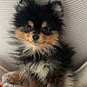 Benny participe au concours pour gagner de l'argent avec cette photo : dog, puppy, pomeranian, fluffy, black_fur, tan_fur, white_fur, cute, pet, animal, indoor, blanket, soft, cozy, fur, small_dog, sitting, face, eyes, portrait