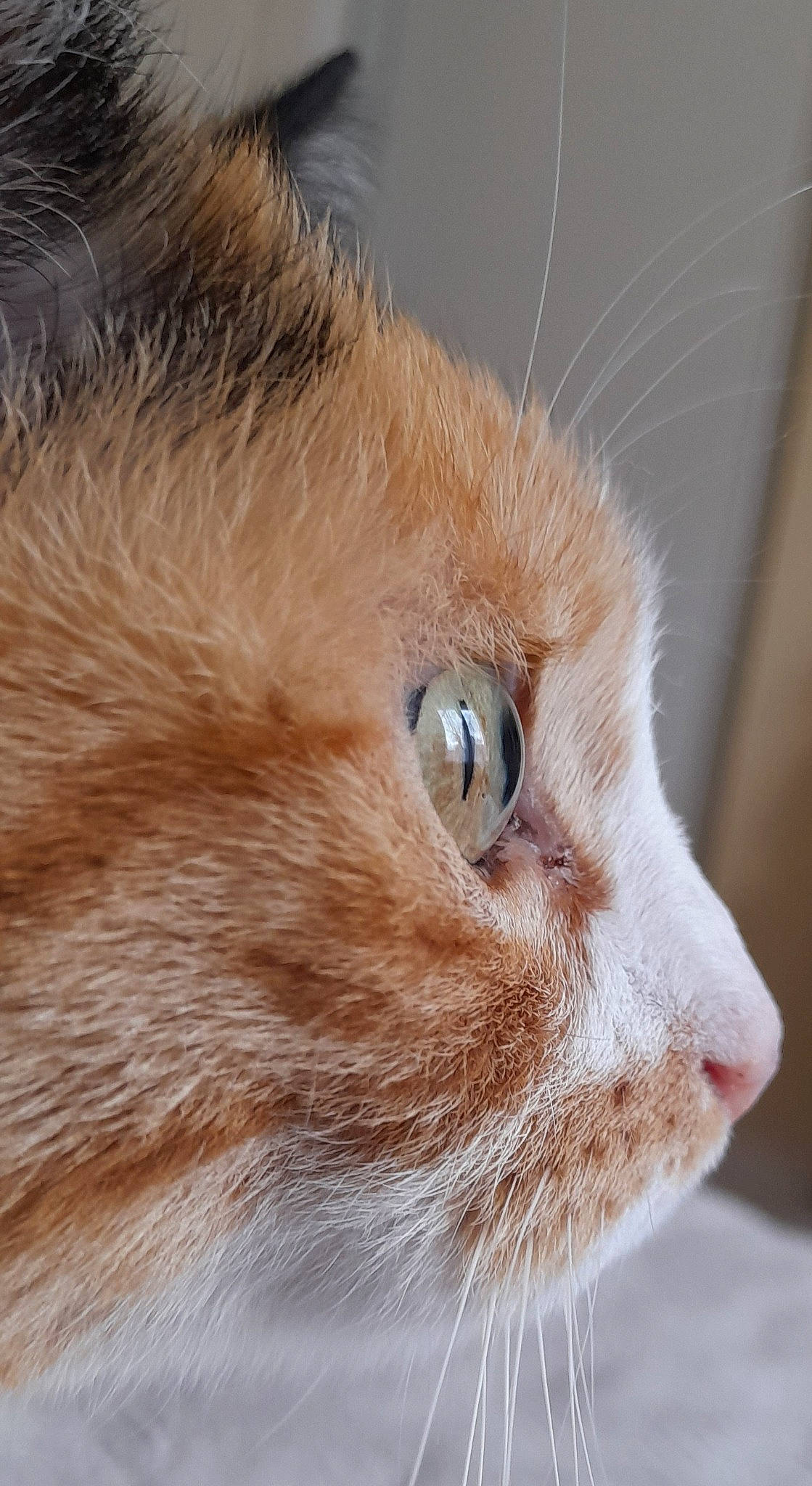 Neko a rejoint le concours — aidez-le/la à gagner de superbes lots ! carnivore, cat, domestic_short_haired_cat, fawn, felidae, fur, small_to_medium_sized_cats, snout, street_light, whiskers, wood