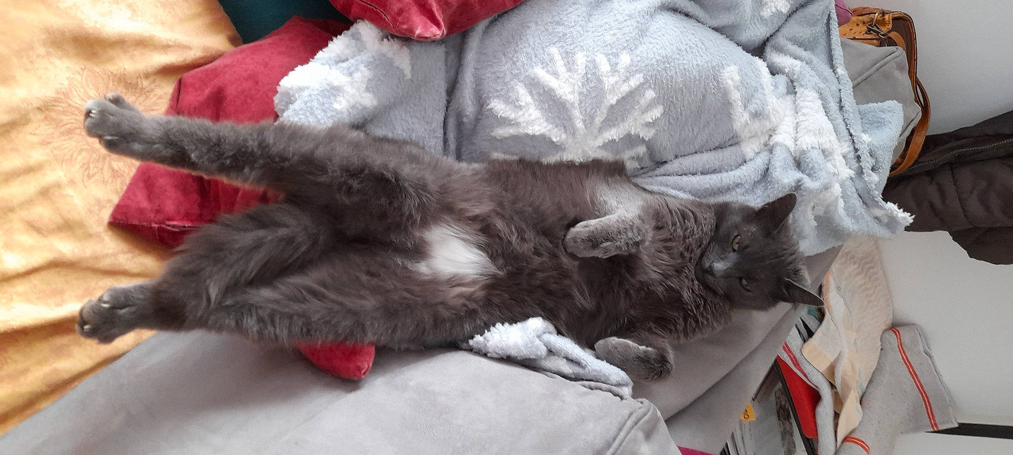 Poupi a rejoint le concours — aidez-le/la à gagner de superbes lots ! black_cat, carnivore, cat, claw, comfort, domestic_short_haired_cat, felidae, fur, grey, nap, paw, small_to_medium_sized_cats, tail, whiskers