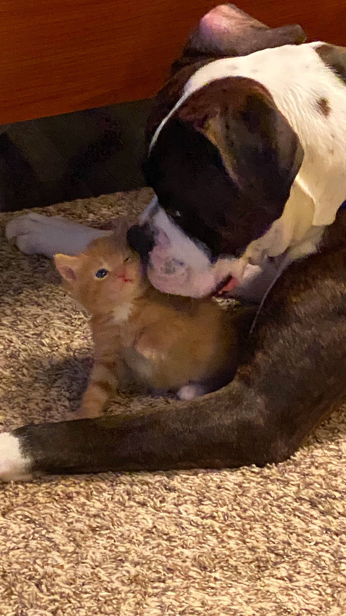 Legend joined the competition — help win amazing prizes! canidae, carnivore, comfort, companion_dog, dog, dog_breed, fawn, felidae, fur, liver, mammal, paw, rodent, small_to_medium_sized_cats, snout, tail, terrestrial_animal, vertebrate, whiskers, working_animal